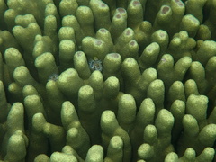 Porites cylindrica