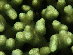 Porites cylindrica
