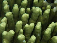 Porites cylindrica