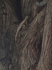 Tropidurus hispidus