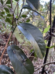 Diospyros sandwicensis
