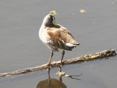 Porphyriops melanops