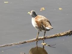 Porphyriops melanops