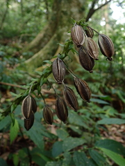 Calanthe