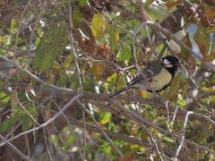 Parus major