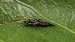 Elaphrothrips