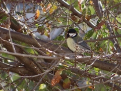 Parus major