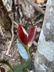 Diospyros sandwicensis