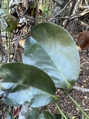 Diospyros sandwicensis