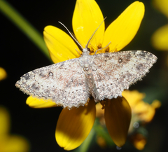 Cyclophora nanaria