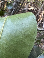 Diospyros sandwicensis