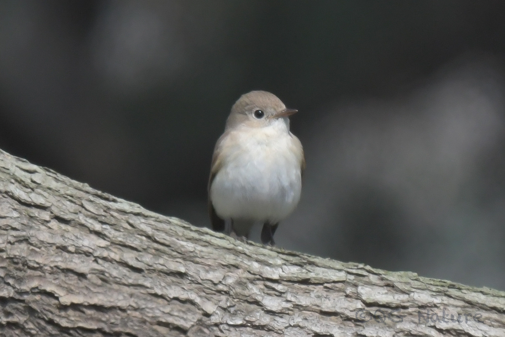 Red-breasted Flycatcher