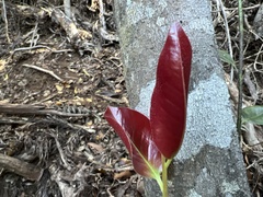 Diospyros sandwicensis