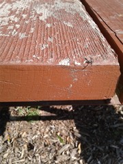 Callopistromyia strigula