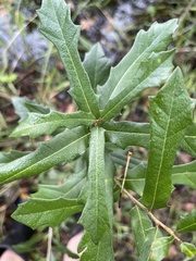 Quercus minima