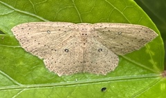 Cyclophora myrtaria