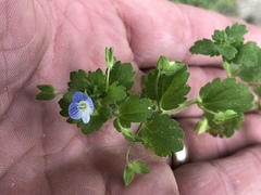 Veronica persica