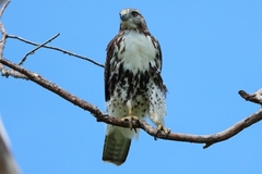 Buteo jamaicensis umbrinus