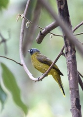 Brachypodius melanocephalos