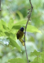 Brachypodius melanocephalos