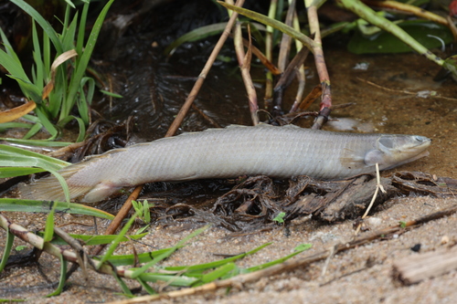 Bichir (Polypterus senegalus) — Polypteridae — 3