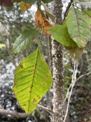 Fraxinus caroliniana