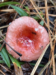 Russula silvicola