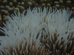 Heteractis crispa