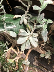 Kalanchoe tomentosa