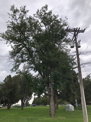 Gleditsia triacanthos