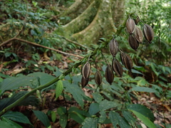 Calanthe