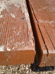 Callopistromyia strigula