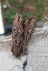 Mniotype occidentalis