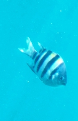 Abudefduf vaigiensis