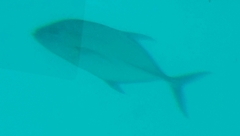 Caranx