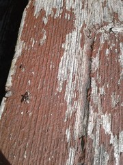 Callopistromyia strigula