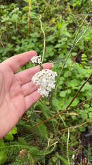Achillea millefolium