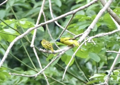 Brachypodius melanocephalos