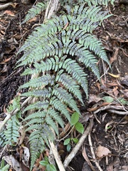 Dryopteris sandwicensis