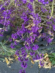 Callicarpa