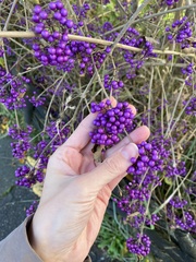 Callicarpa