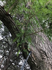 Gleditsia triacanthos