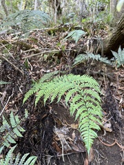 Dryopteris sandwicensis