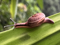 Ariophanta exilis