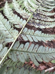 Dryopteris sandwicensis