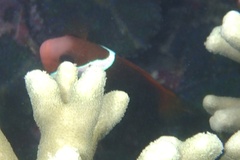 Amphiprion melanopus