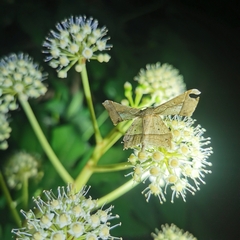 Krananda latimarginaria