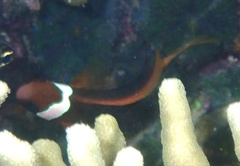 Amphiprion melanopus