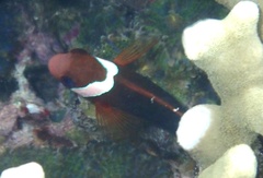 Amphiprion melanopus
