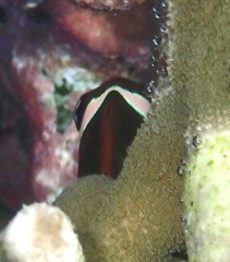 Amphiprion melanopus